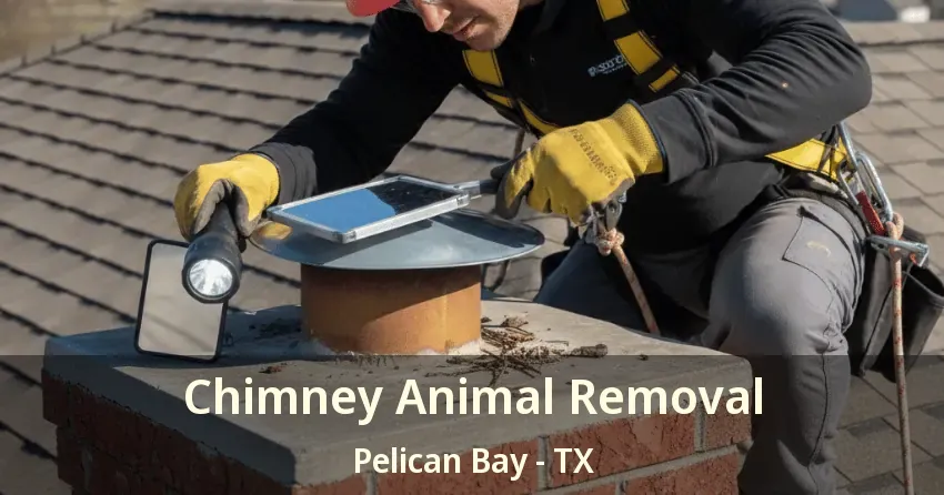Chimney Animal Removal Pelican Bay - TX